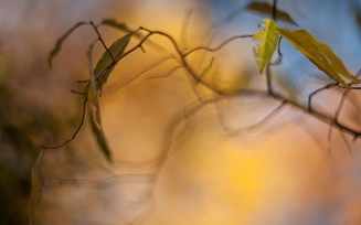 желтый, листик, листья, дерево, листочки, ветка, макро