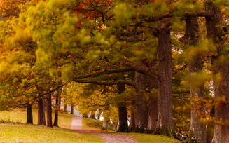 природа, парк, осень